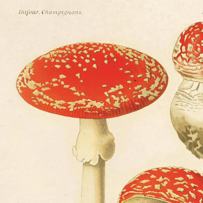 Vintage Amanita Mushroom Print w/ Optional Frame