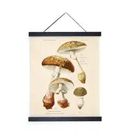 Vintage Blusher Mushroom Print w/ optional frame