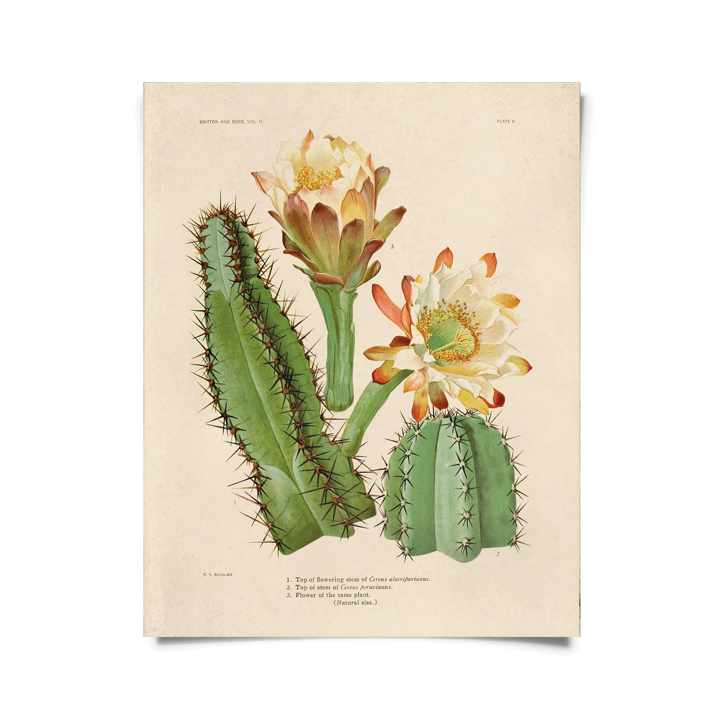 Vintage Cereus Cactus Print w/ Optional Frame