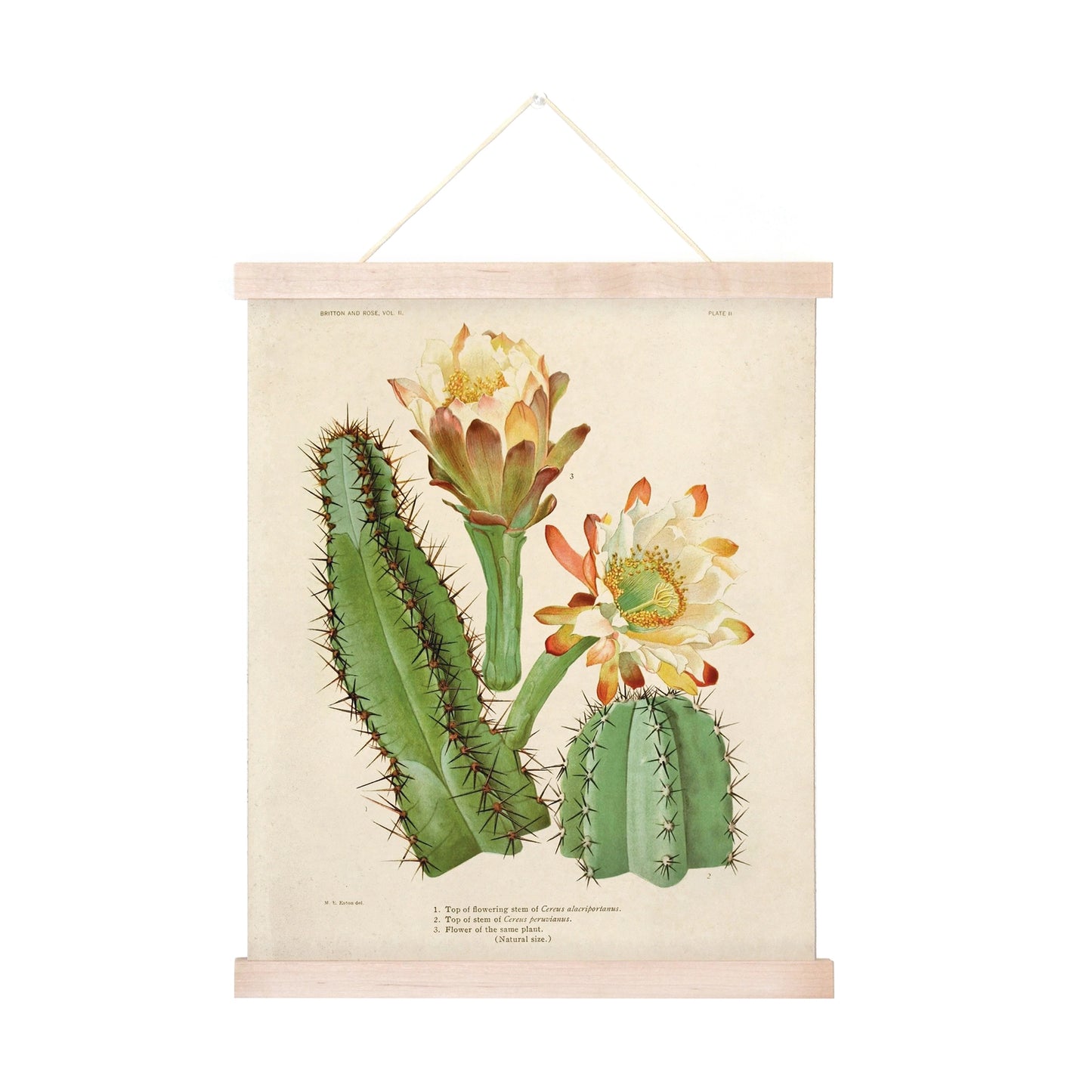 Vintage Cereus Cactus Print w/ Optional Frame