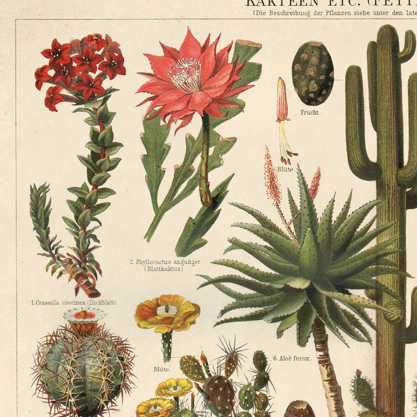 Vintage Botanical Cactus Kakteen 1 Print w/ Optional Frame