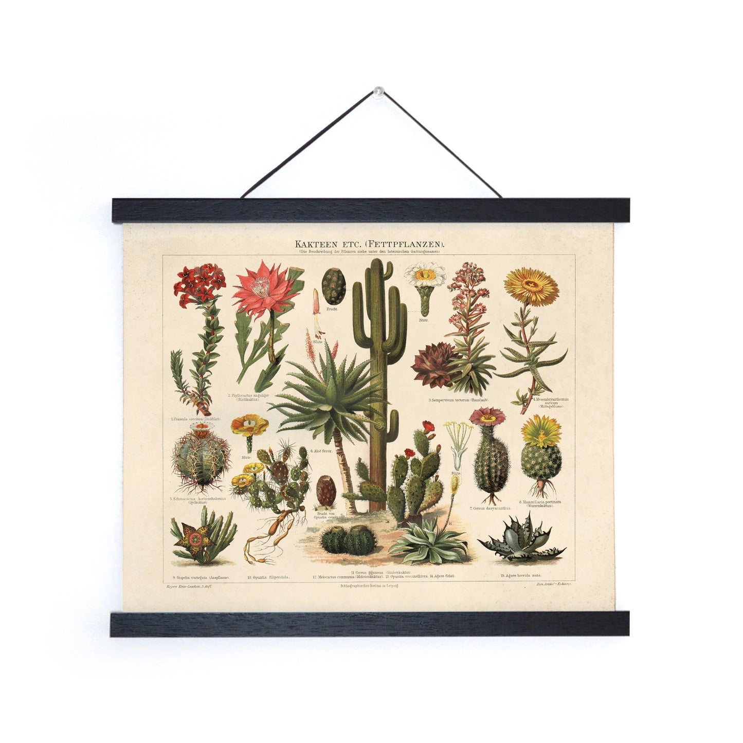 Vintage Botanical Cactus Kakteen 1 Print w/ Optional Frame