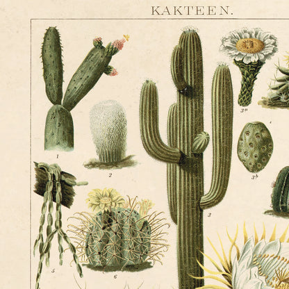 Vintage Botanical Cactus Kakteen Print 2 w/ Optional Frame