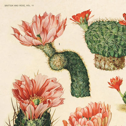 Vintage Flowering Cactuses Print 28 w/ Optional Frame