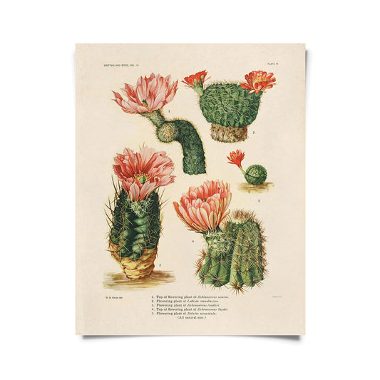 Vintage Flowering Cactuses Print 28 w/ Optional Frame