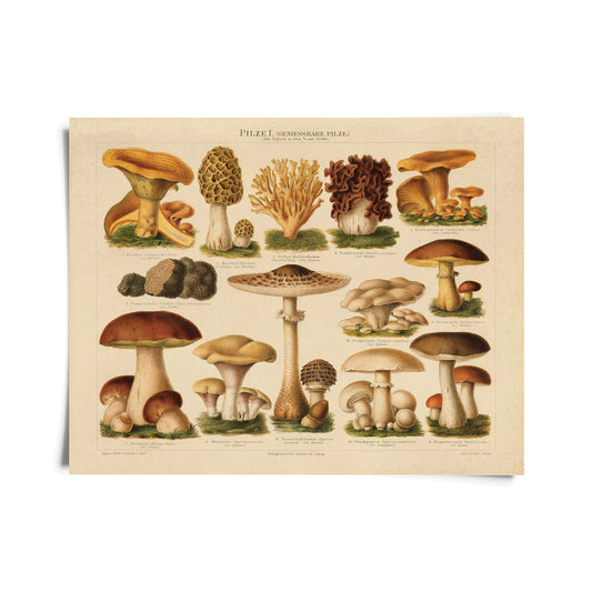 Vintage German Mushroom Pilze 1 Print w/ Optional Frame
