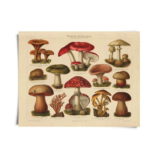 Vintage German Mushroom Pilze 2 Print w/ Optional Frame