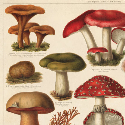 Vintage German Mushroom Pilze 2 Print w/ Optional Frame