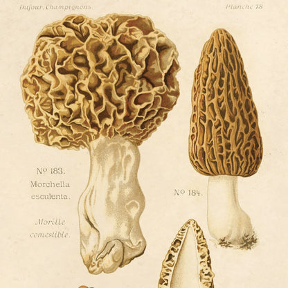 Vintage Morels Mushroom Print w/ Optional Frame