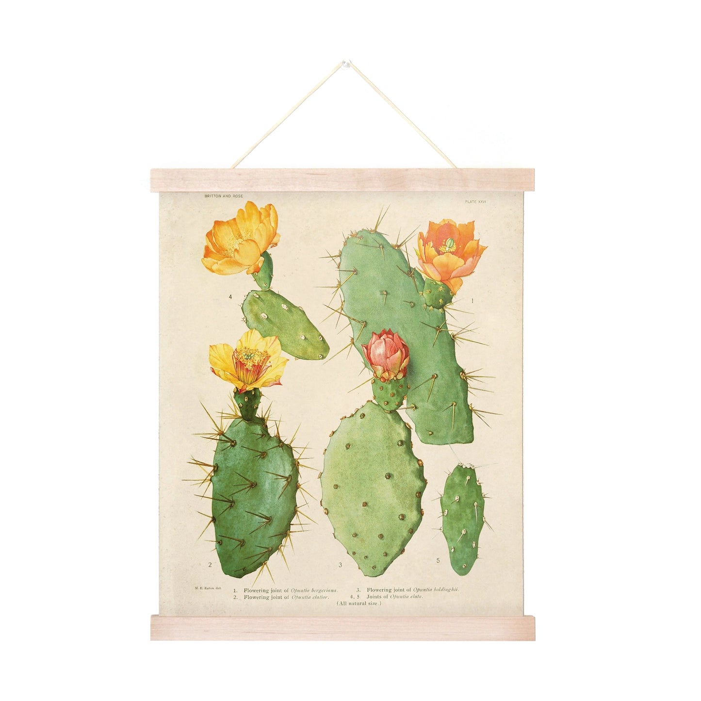 Vintage Opuntias Cactus Print 26 w/ Optional Frame