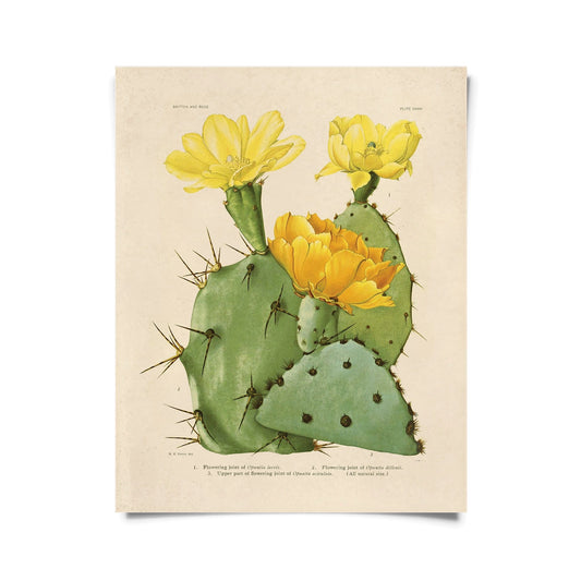 Vintage Opuntias Cactus Print 28 w/ Optional Frame
