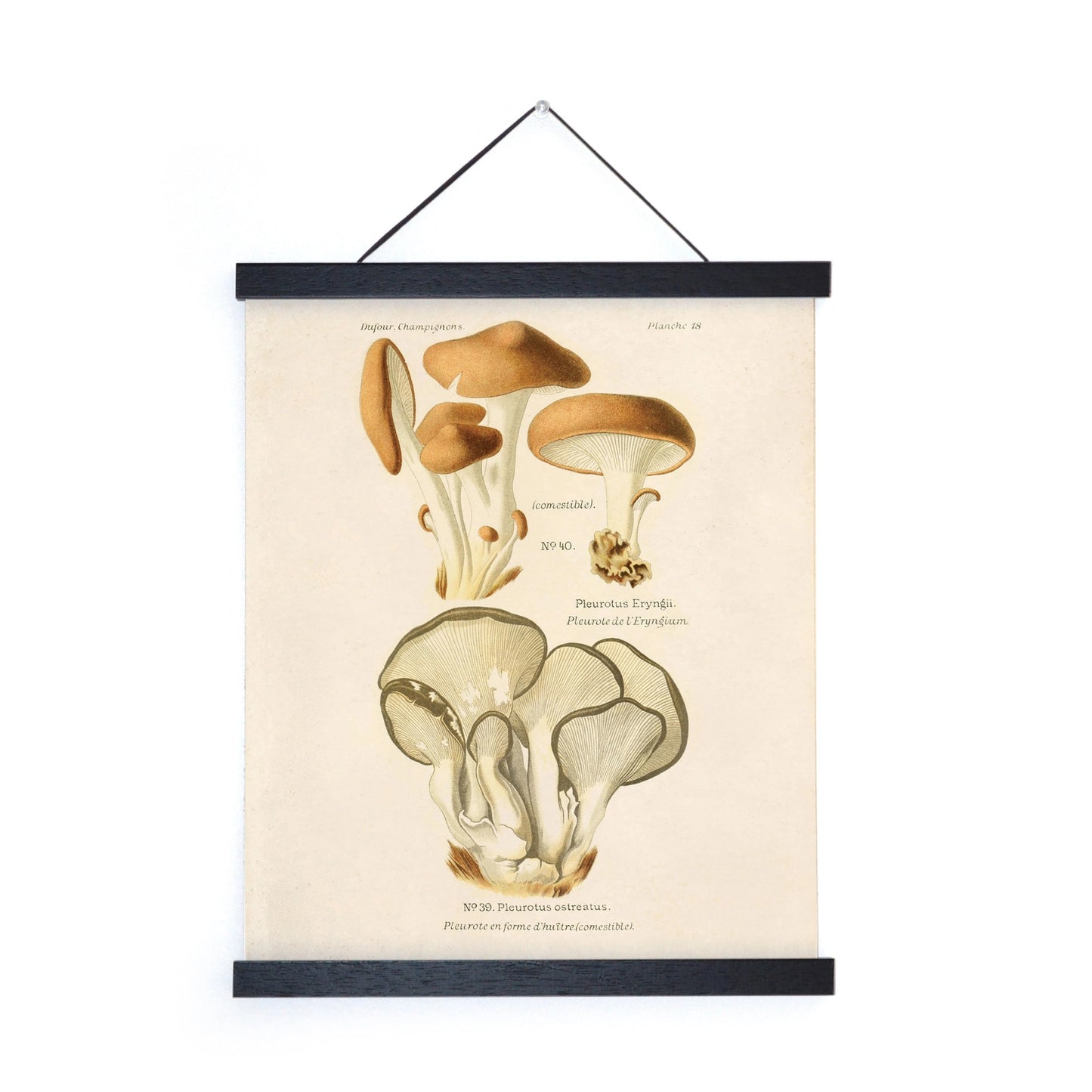 Vintage Oyster Mushroom Print w/ Optional Frame