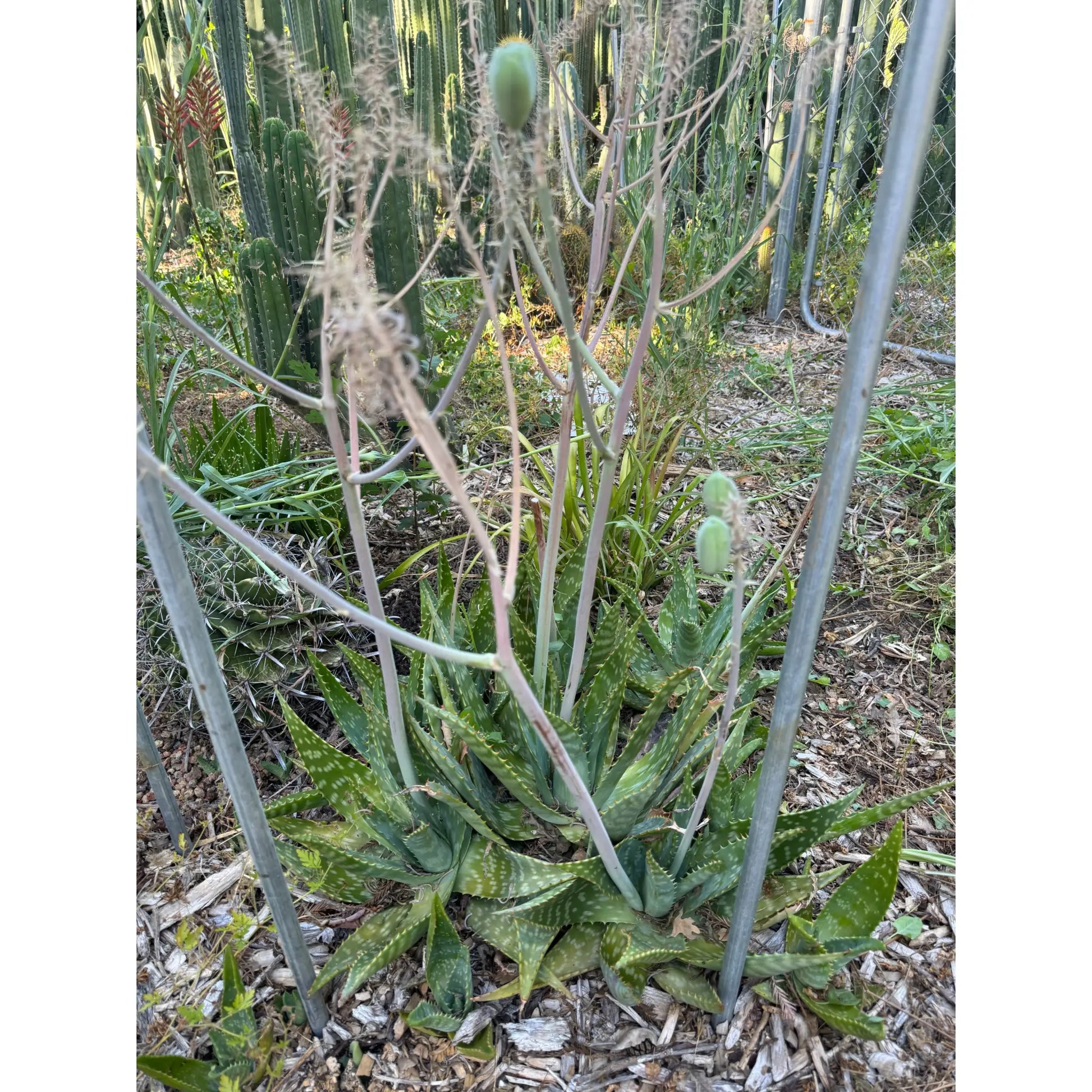 Aloe maculata - soon