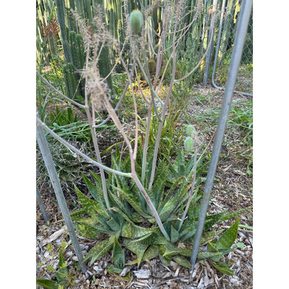 Aloe maculata - soon