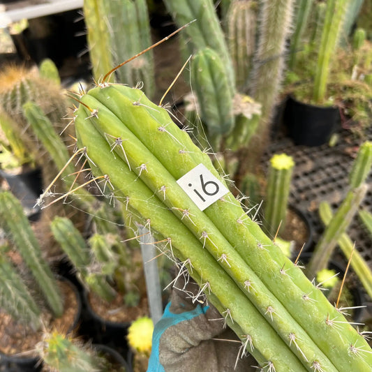 Altman’s peru - i6 14” tip cut - live cactus plant