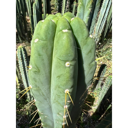 Amazonas - one 14” tip cutting - live cactus plant