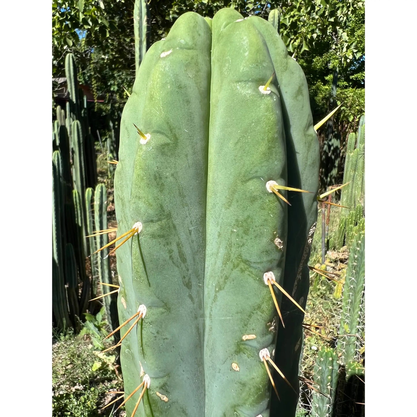 Amazonas - one 14” tip cutting - live cactus plant