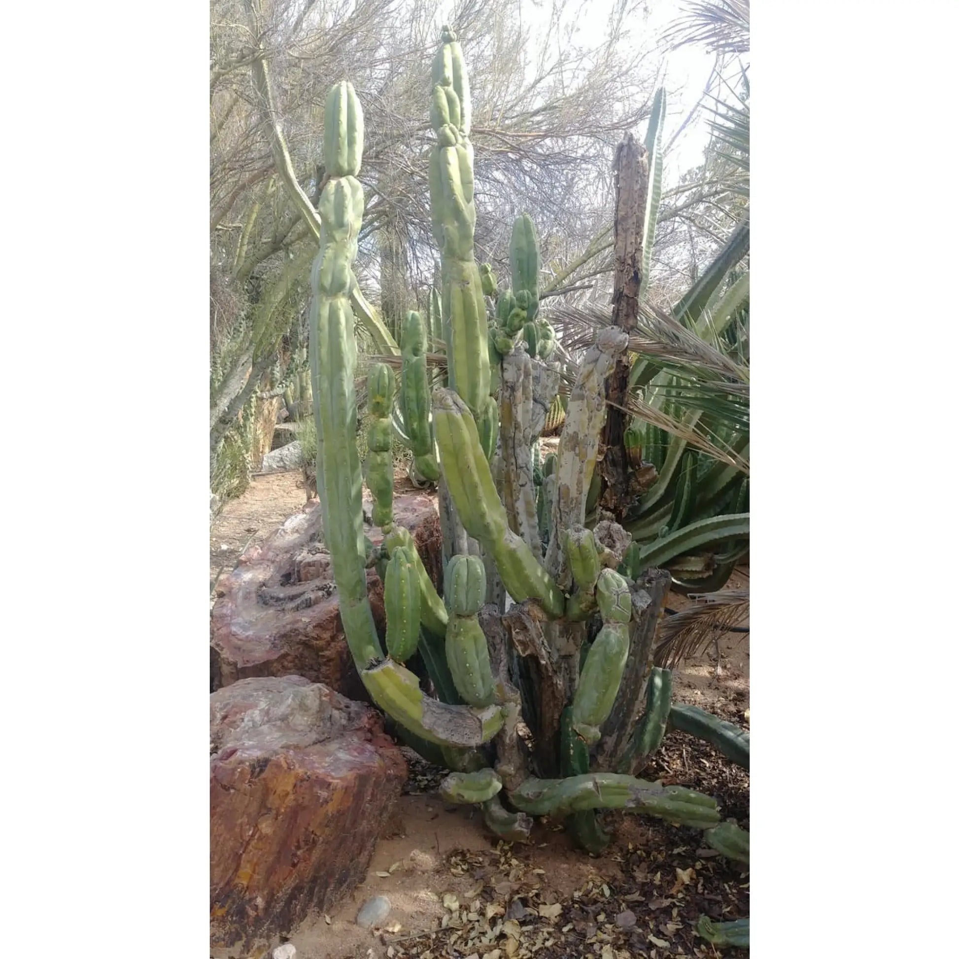 Bach’s huanucoensis - live cactus plant