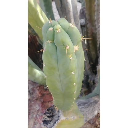 Bach’s huanucoensis - live cactus plant