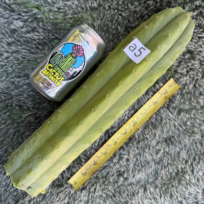 Barbara’s J’s Giant - a5 14” tip cut - live cactus plant