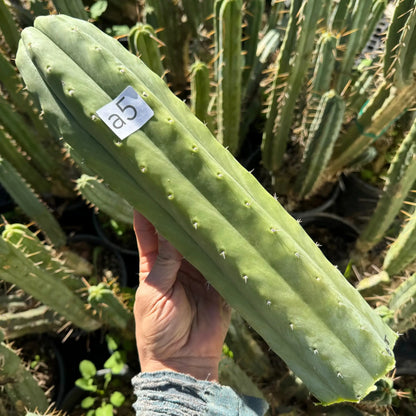 Barbara’s J’s Giant - a5 14” tip cut - live cactus plant