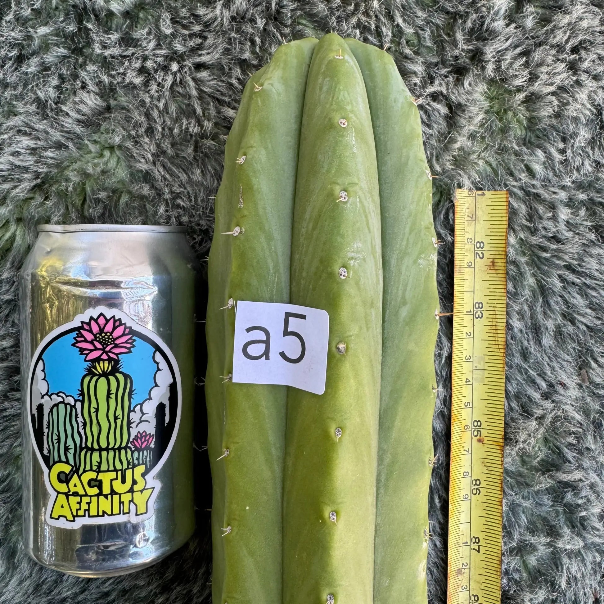 Barbara’s J’s Giant - a5 14” tip cut - live cactus plant