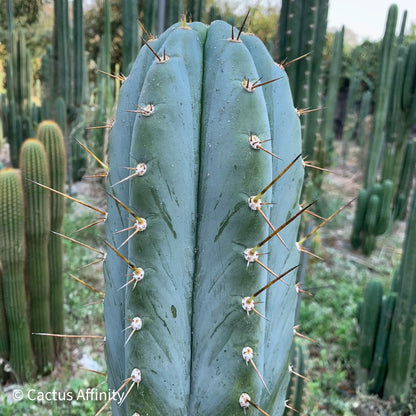 BBG 48.1540 - one 14” tip cutting - live cactus plant