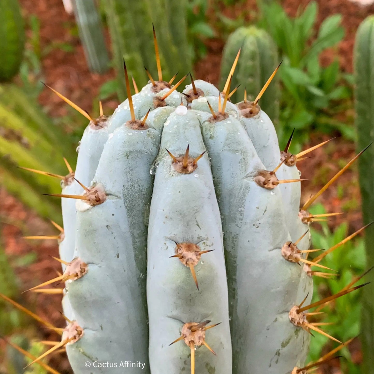 BBG 48.1540 - one 14” tip cutting - live cactus plant