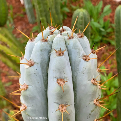 BBG 48.1540 - one 14” tip cutting - live cactus plant