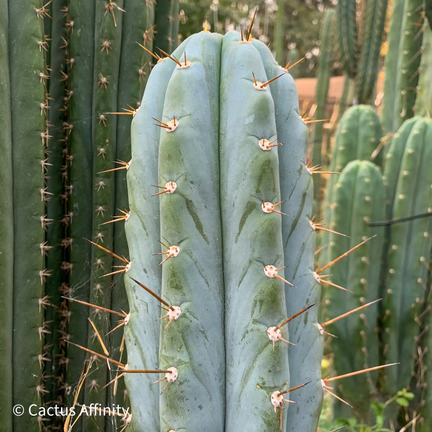 BBG 48.1540 - one 14” tip cutting - live cactus plant