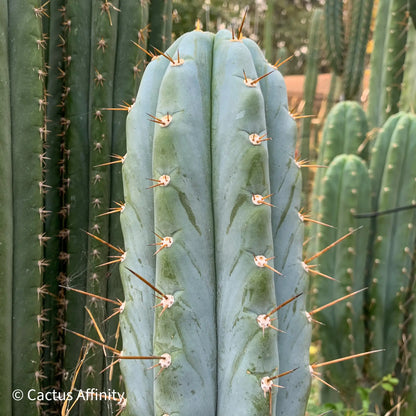 BBG 48.1540 - one 14” tip cutting - live cactus plant