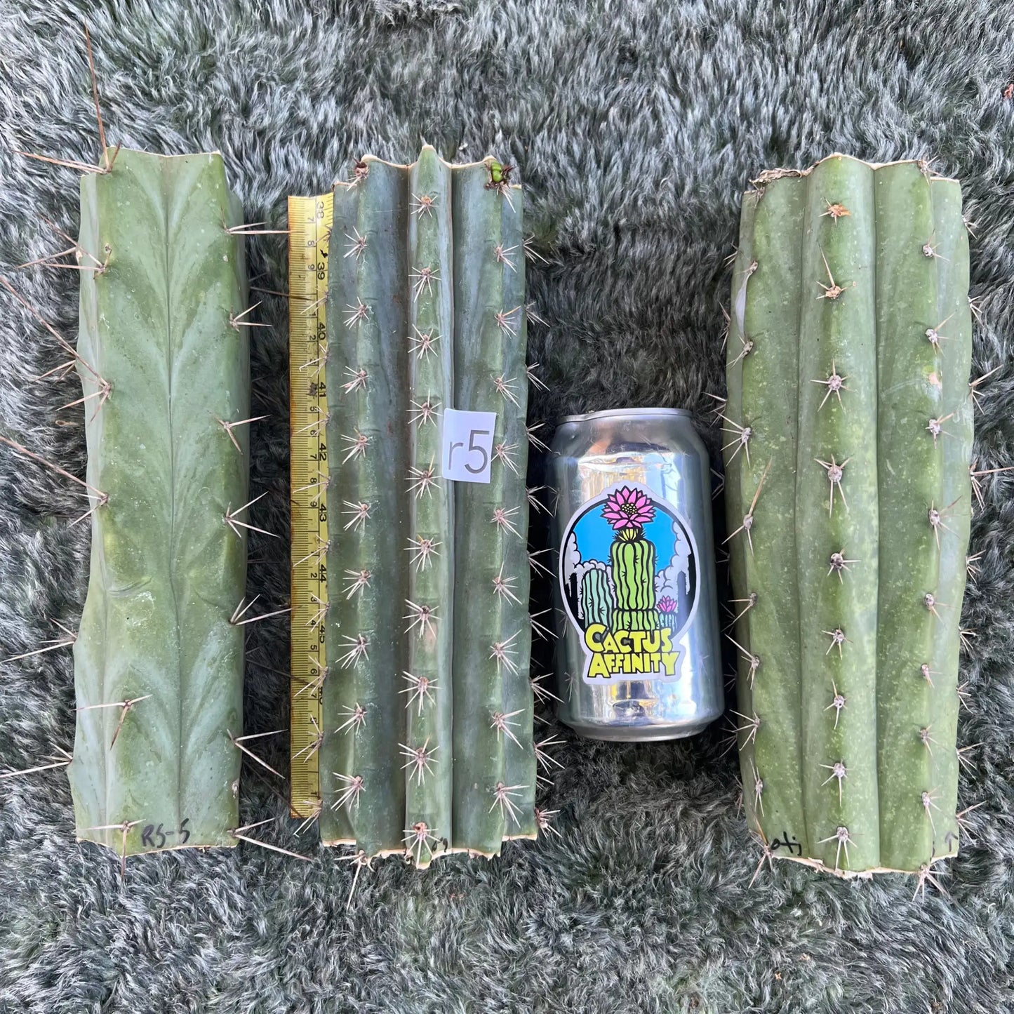 big box of cactuses - free shipping - Growers Choice