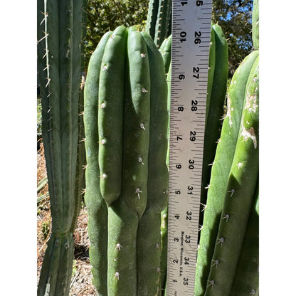 BK08611.4 (GB) - one 10” tip cutting - live cactus plant