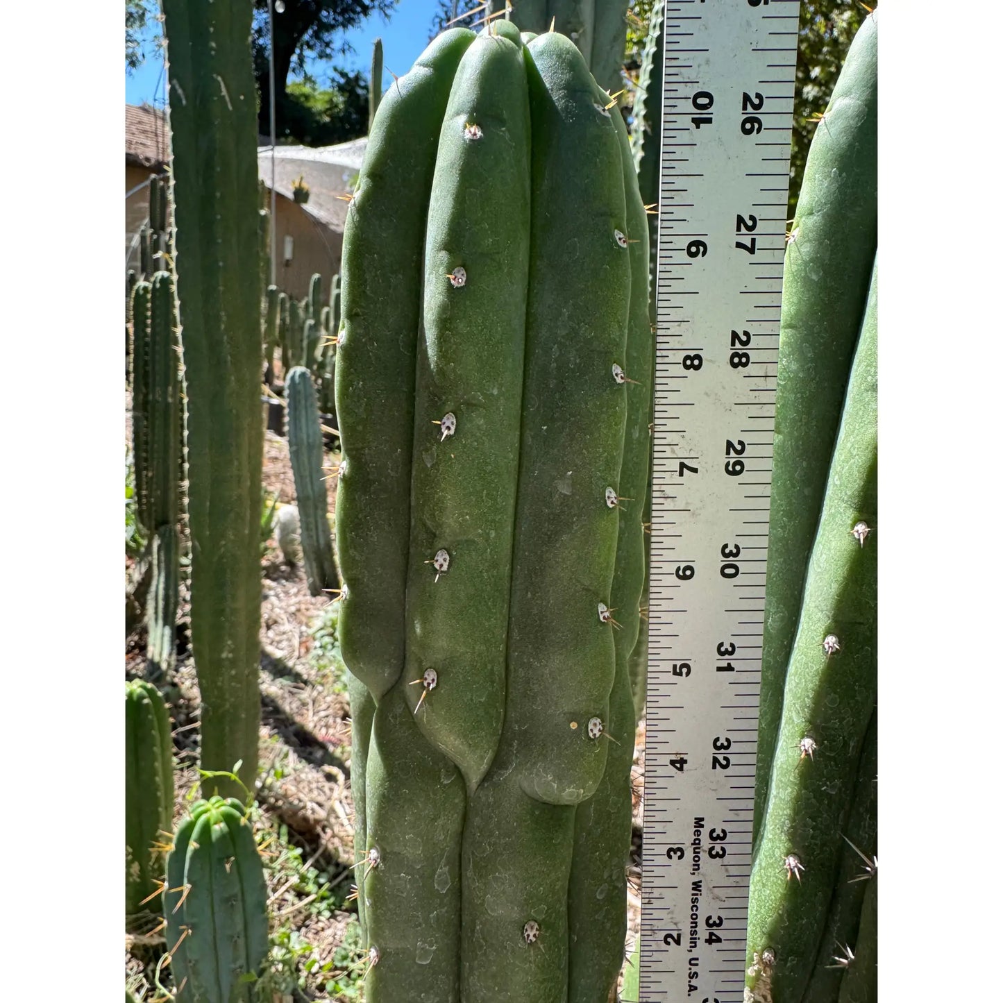 BK08611.4 (GB) - one 10” tip cutting - live cactus plant