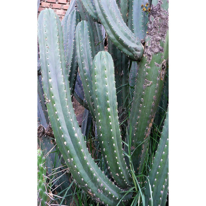 BK10512.11 k’ulala - one 10” tip cutting - live cactus plant