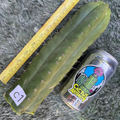 Blosser clone - c1 10” tip cutting - live cactus plant