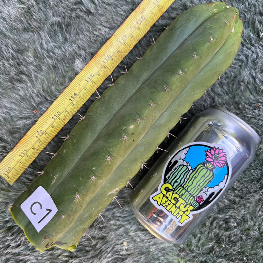 Blosser clone - c1 10” tip cutting - live cactus plant