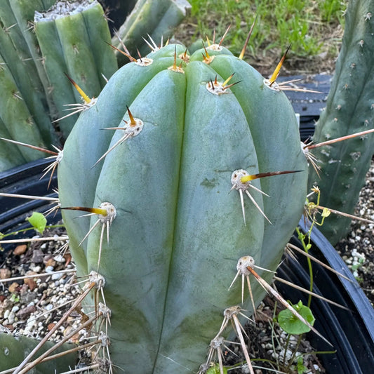 Blue Buddha - live cactus plant