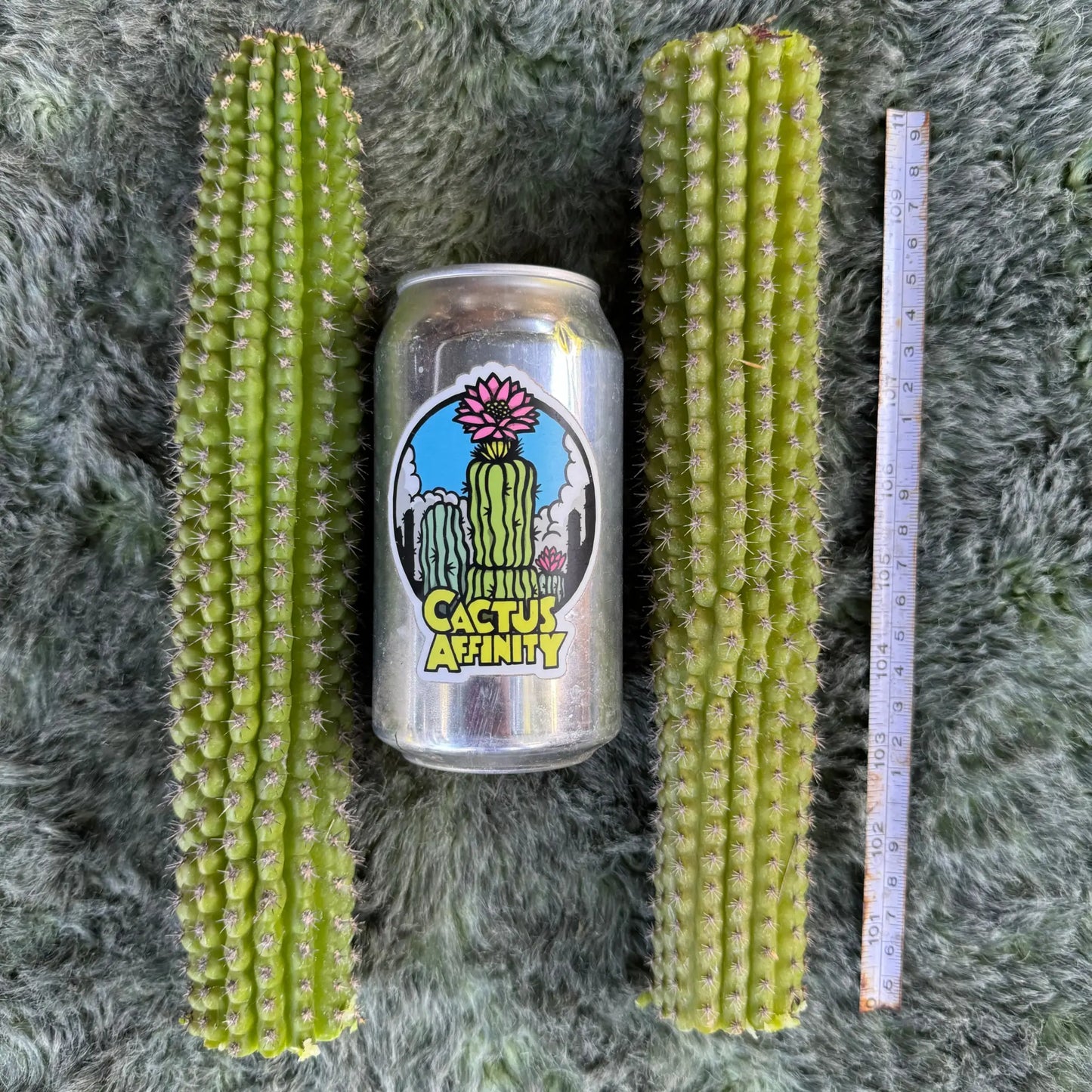 brevispinulosus - one 10” tip cutting - live cactus plant