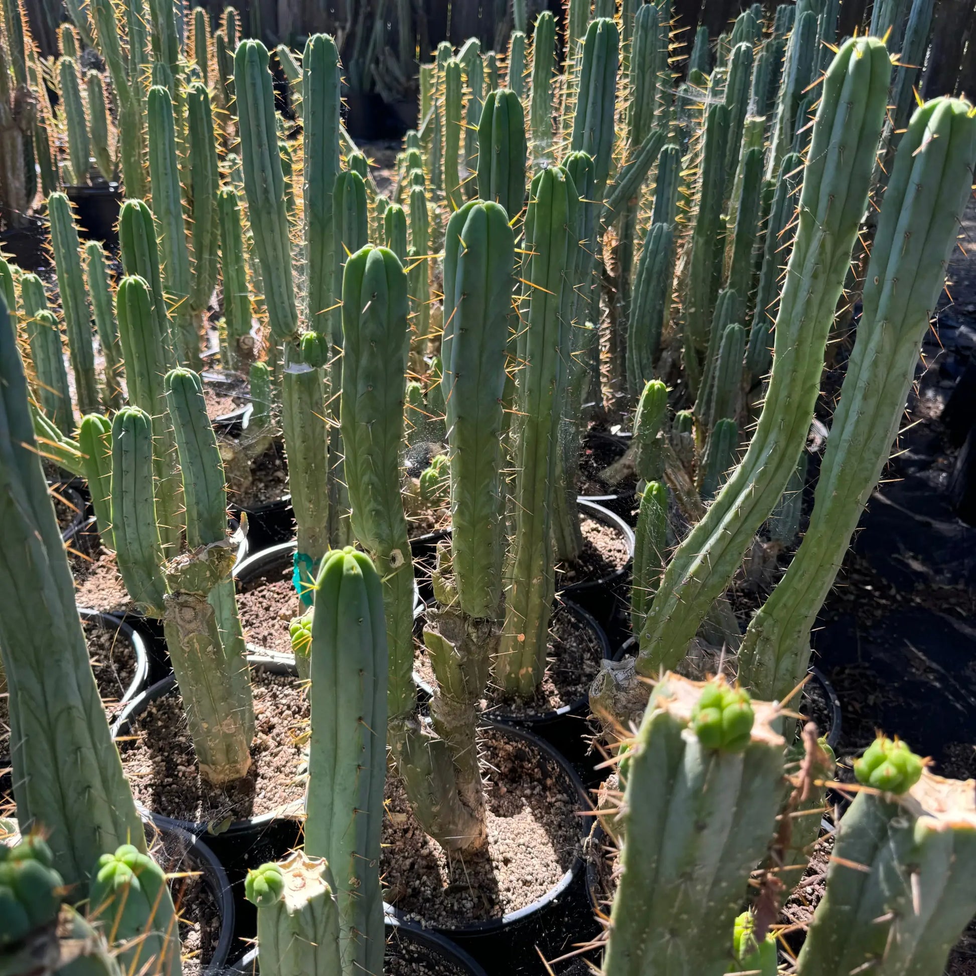 cactus kate san pedro Cactus Affinity - bridge