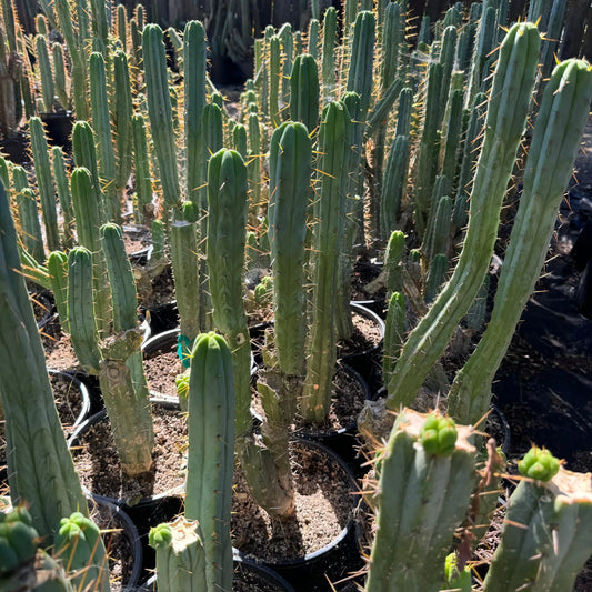 bridge - Cactus Kate #3 pot - live cactus plant