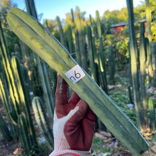 bridge JS66 - n6 14” tip cutting - live cactus plant