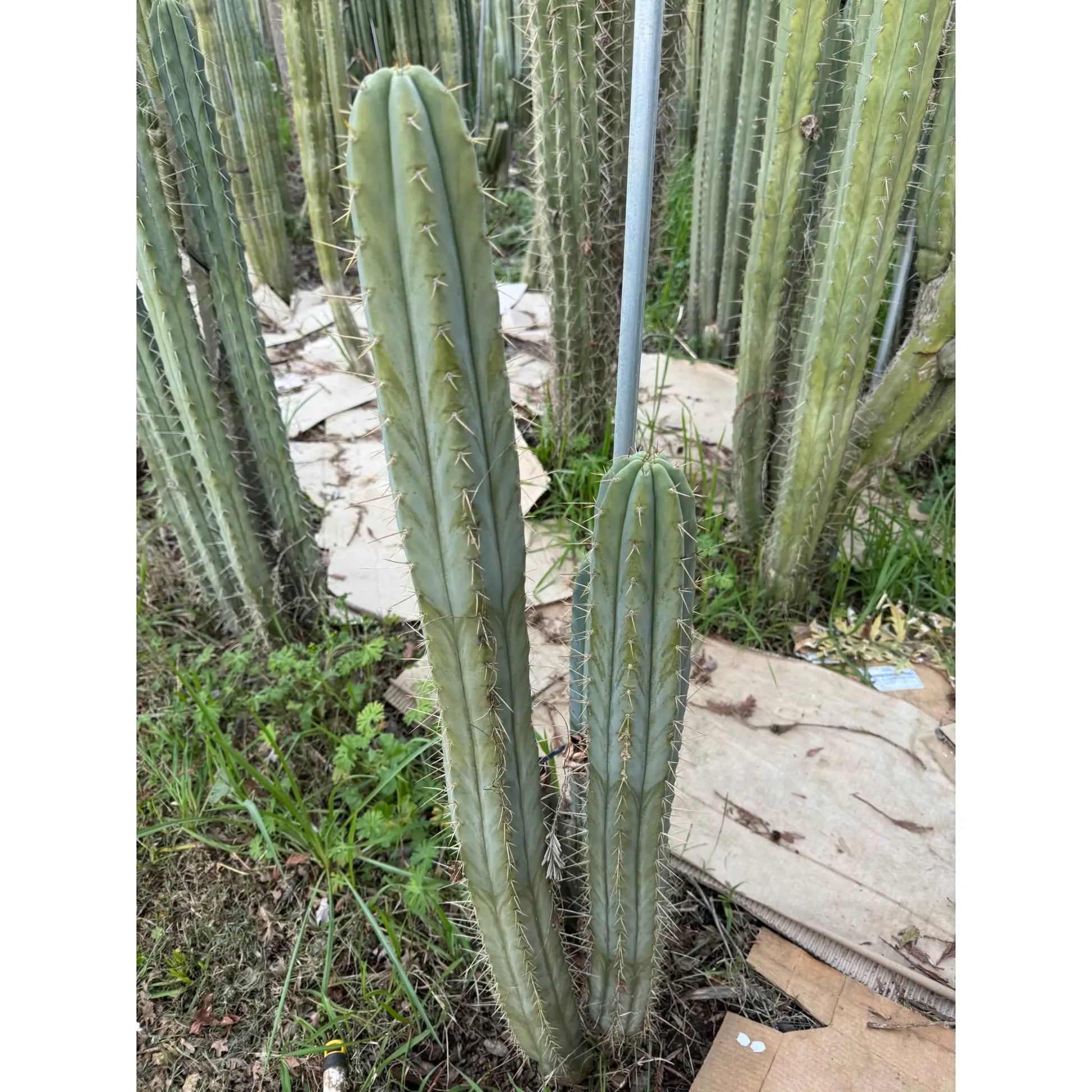 bridge x peru - one 10” tip cutting - live cactus plant