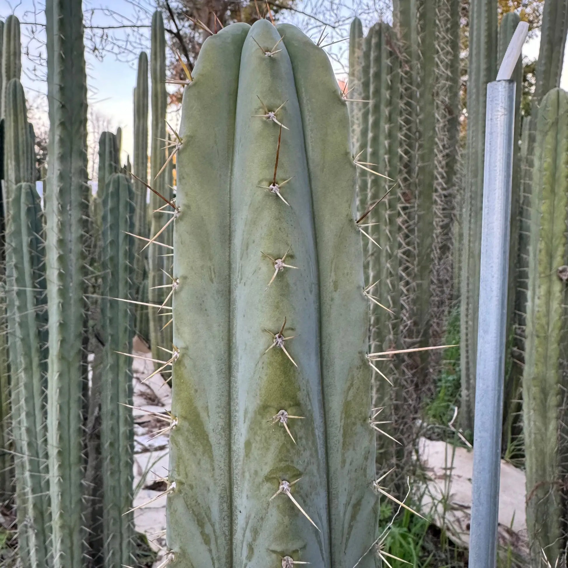 bridge x peru - one 10” tip cutting - live cactus plant