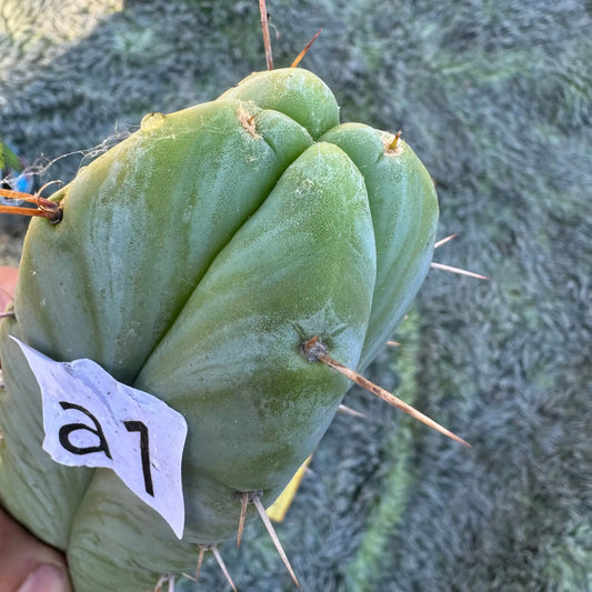 bridge x Tom J’s Giant - a1 10” tip cut - live cactus plant
