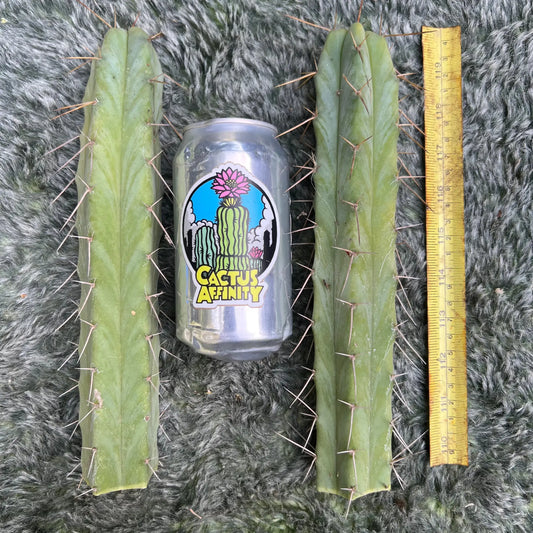 Cactus Affinity bridge mix - live cactus plant