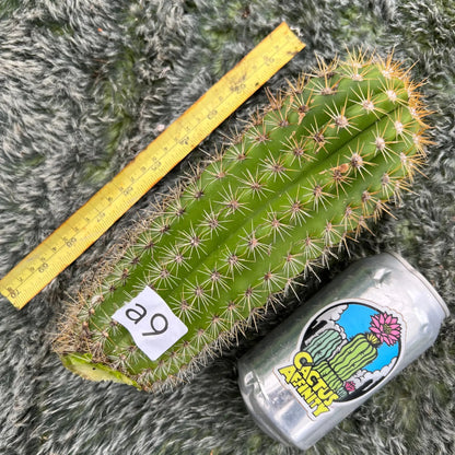 candicans (standard) - a9 9” tip cut - live cactus plant