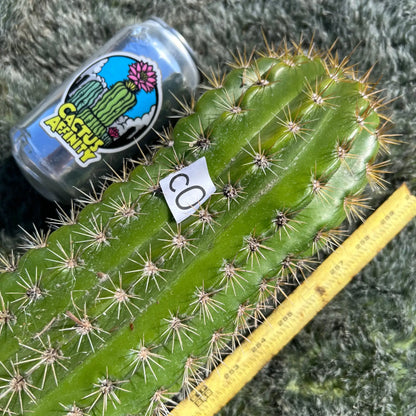 candicans (standard) - a9 9” tip cut - live cactus plant