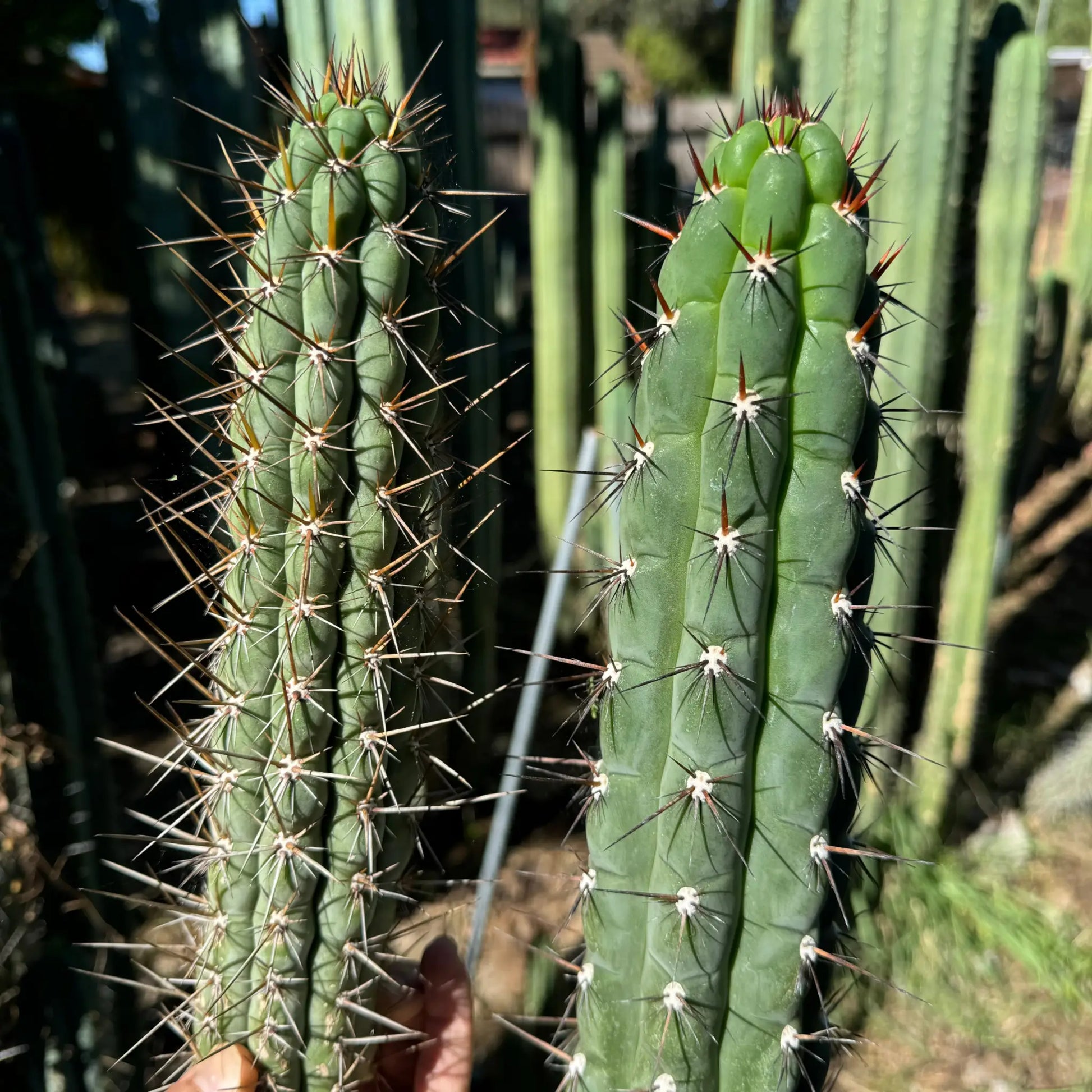 chalaensis - one 10” center cutting - live cactus plant