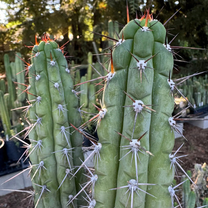 chalaensis - one 10” center cutting - live cactus plant